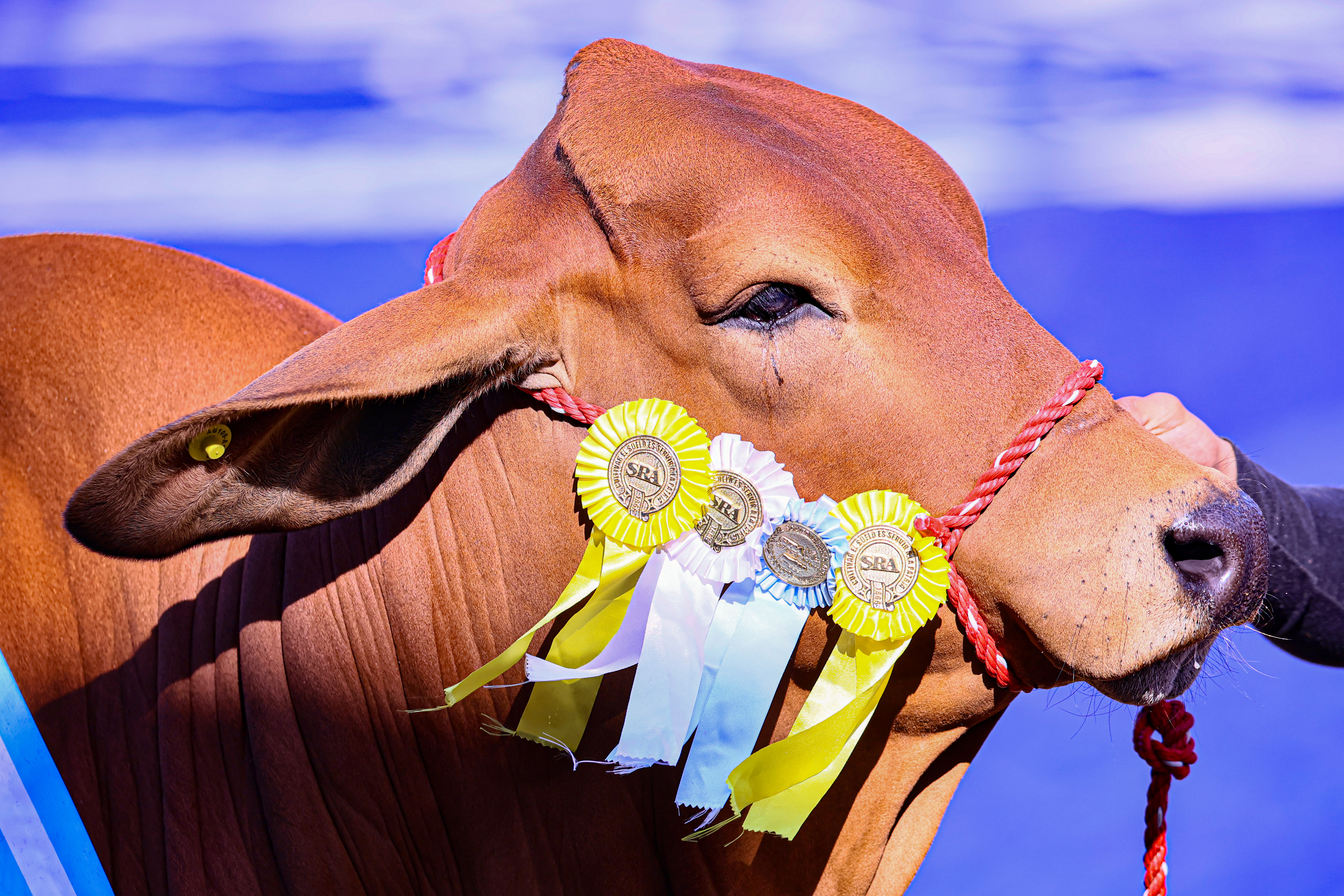 0L1A6336 Buenos Aires, Argentina - Julio 28, 2024: Animales y Shows artisticos son realizados en el marco ...