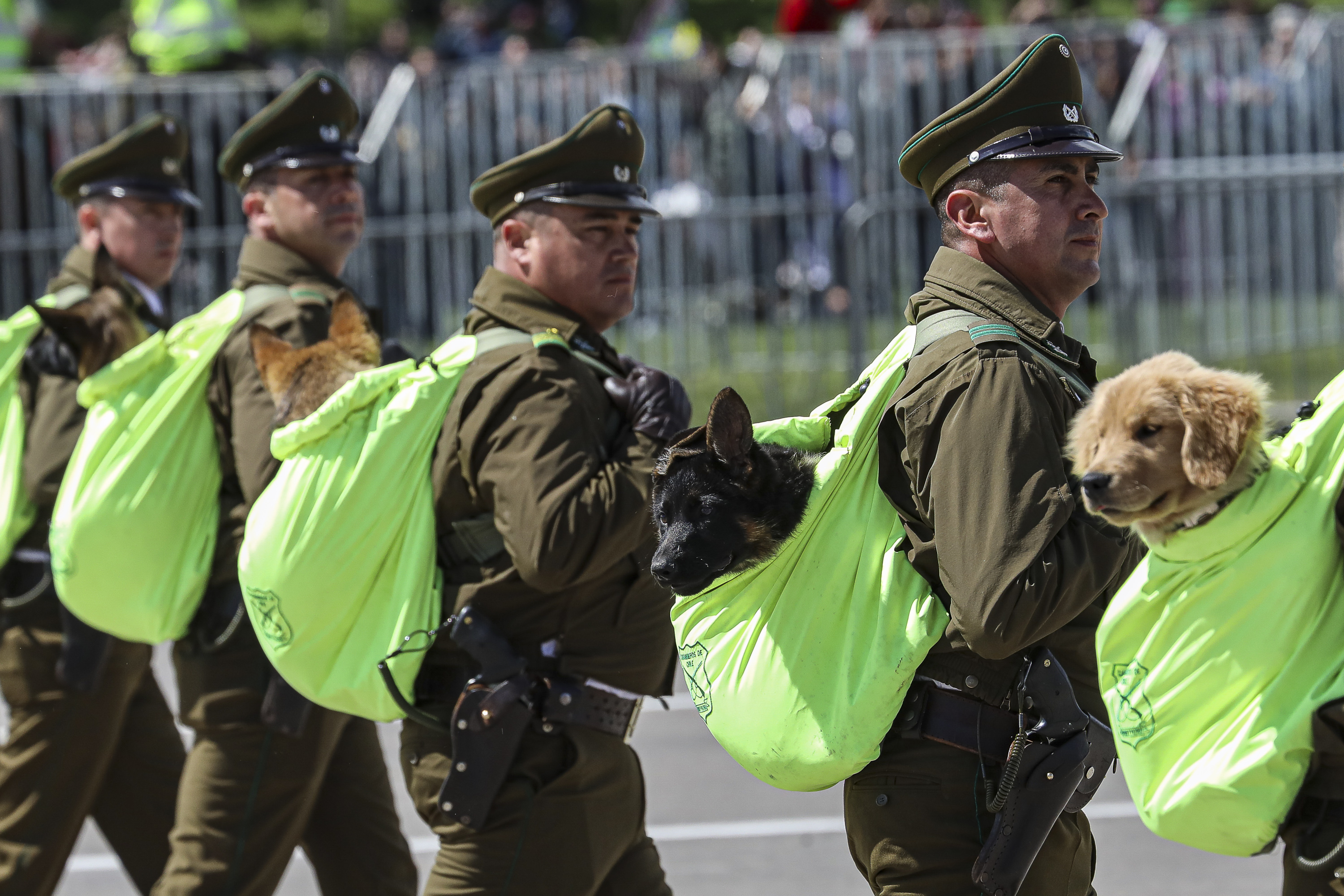Santiago de Chile - September 19, 2024: Carabineros parade with the canine division of the instit...