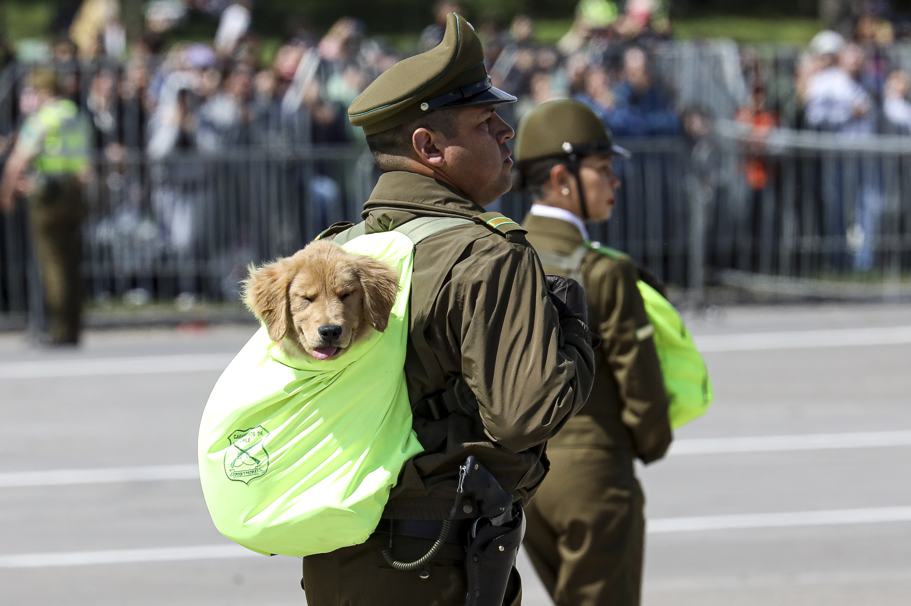 1P7A1440 Santiago de Chile - September 19, 2024: Carabineros parade with the canine division of the instit...