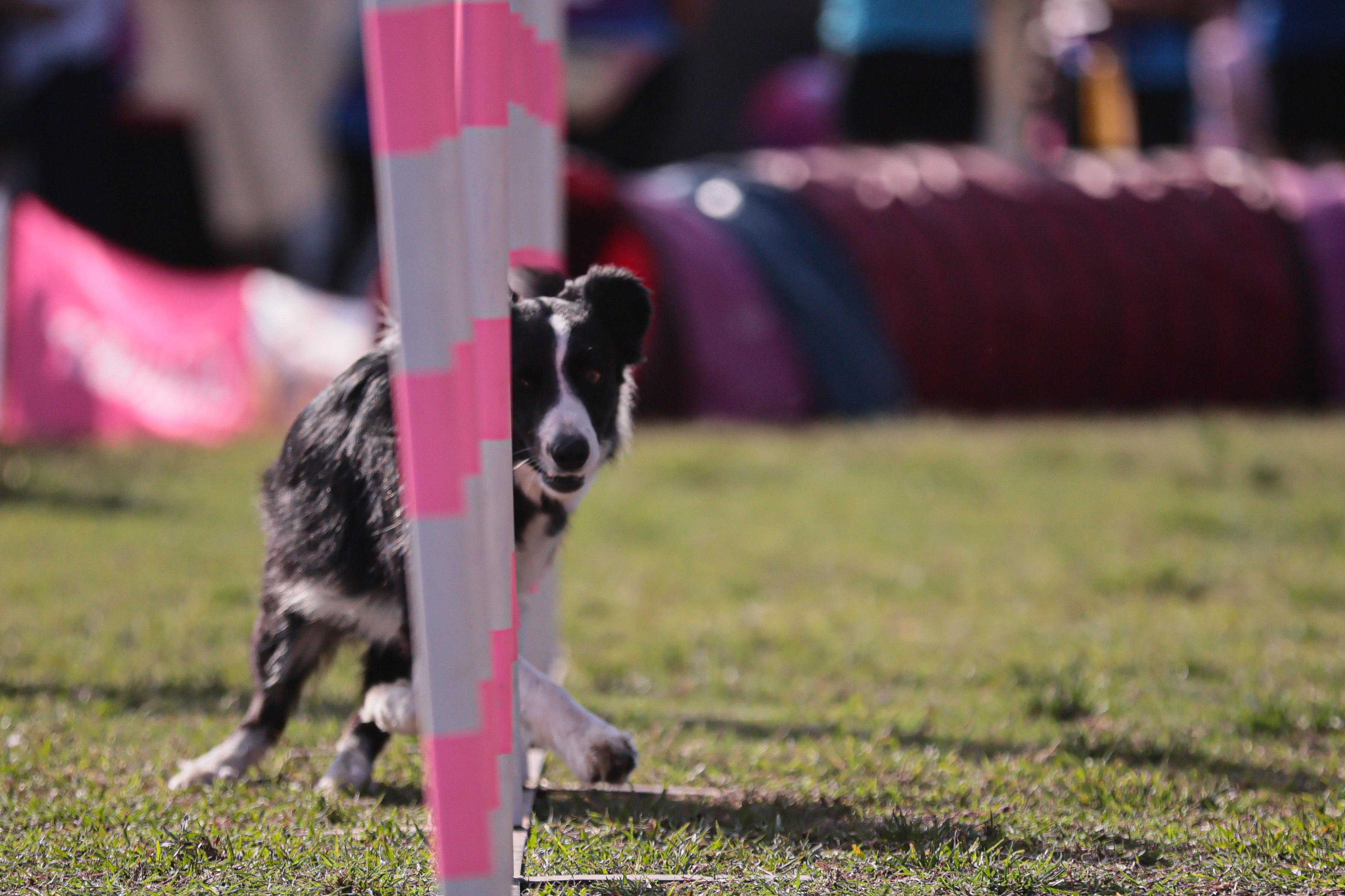 IM_01126 BUENOS AIRES, ARGENTINA - OCT 20: During the day, various activities were presented that included...