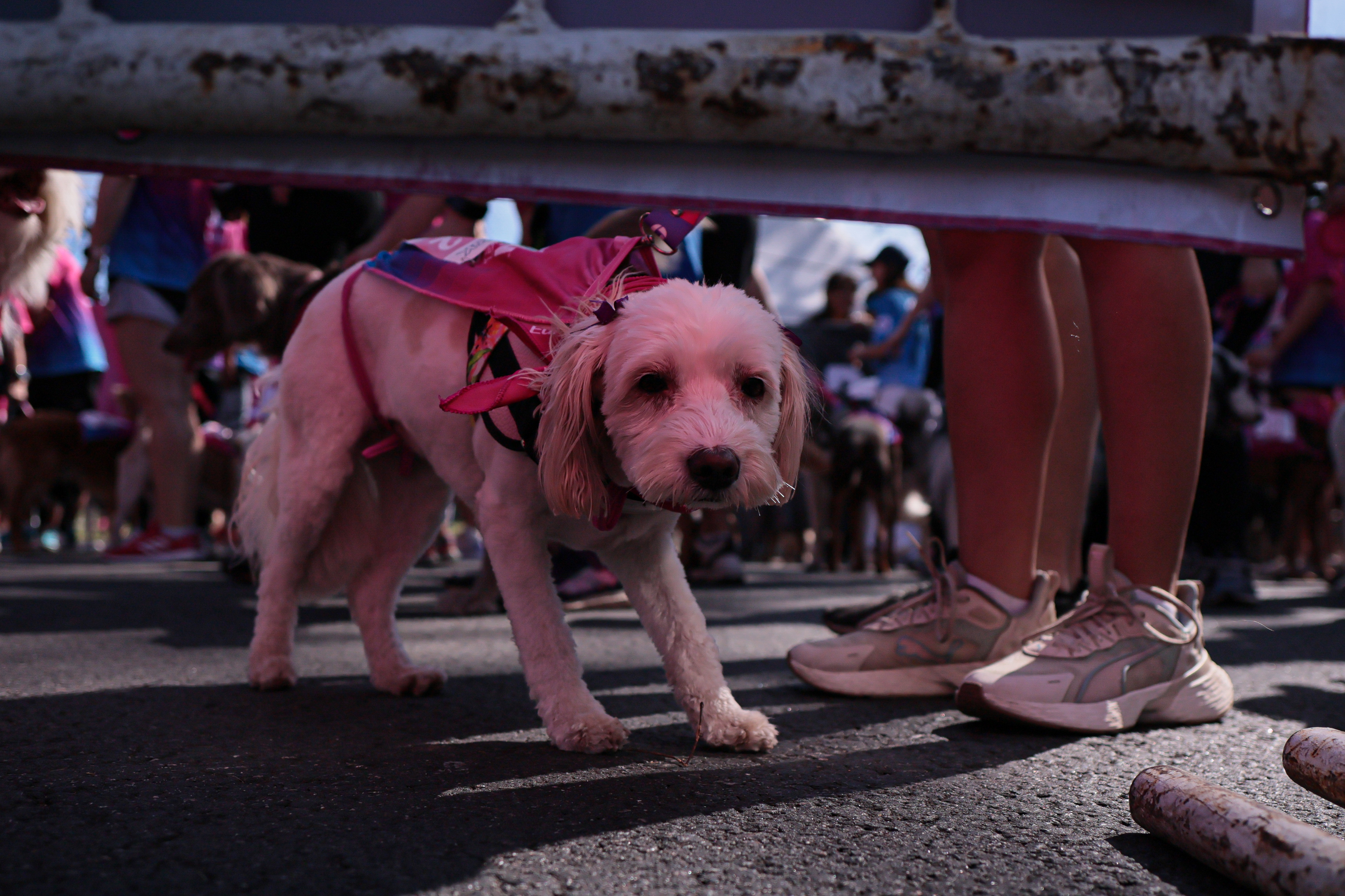 IM_01853 BUENOS AIRES, ARGENTINA - OCT 20: During the day, various activities were presented that included...
