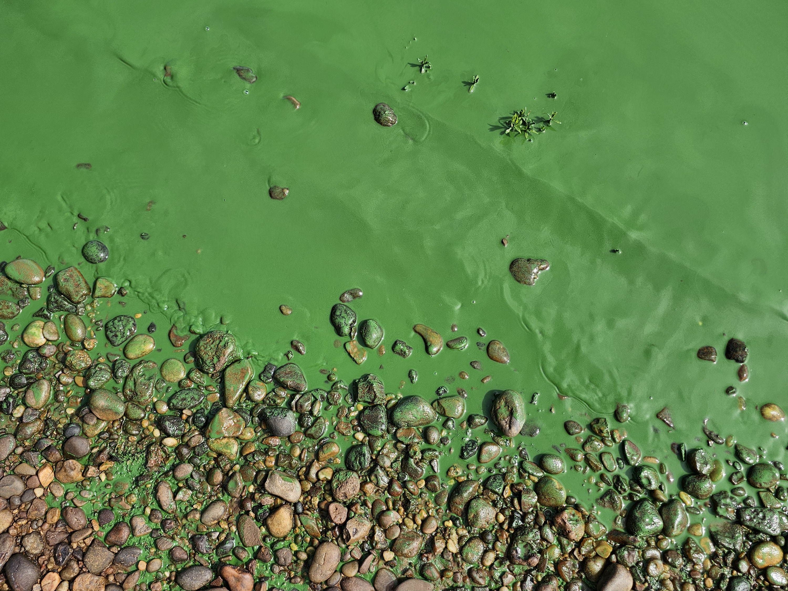 Entre Ríos, Argentina – February 13, 2025: A severe bloom of cyanobacteria has spread across l...