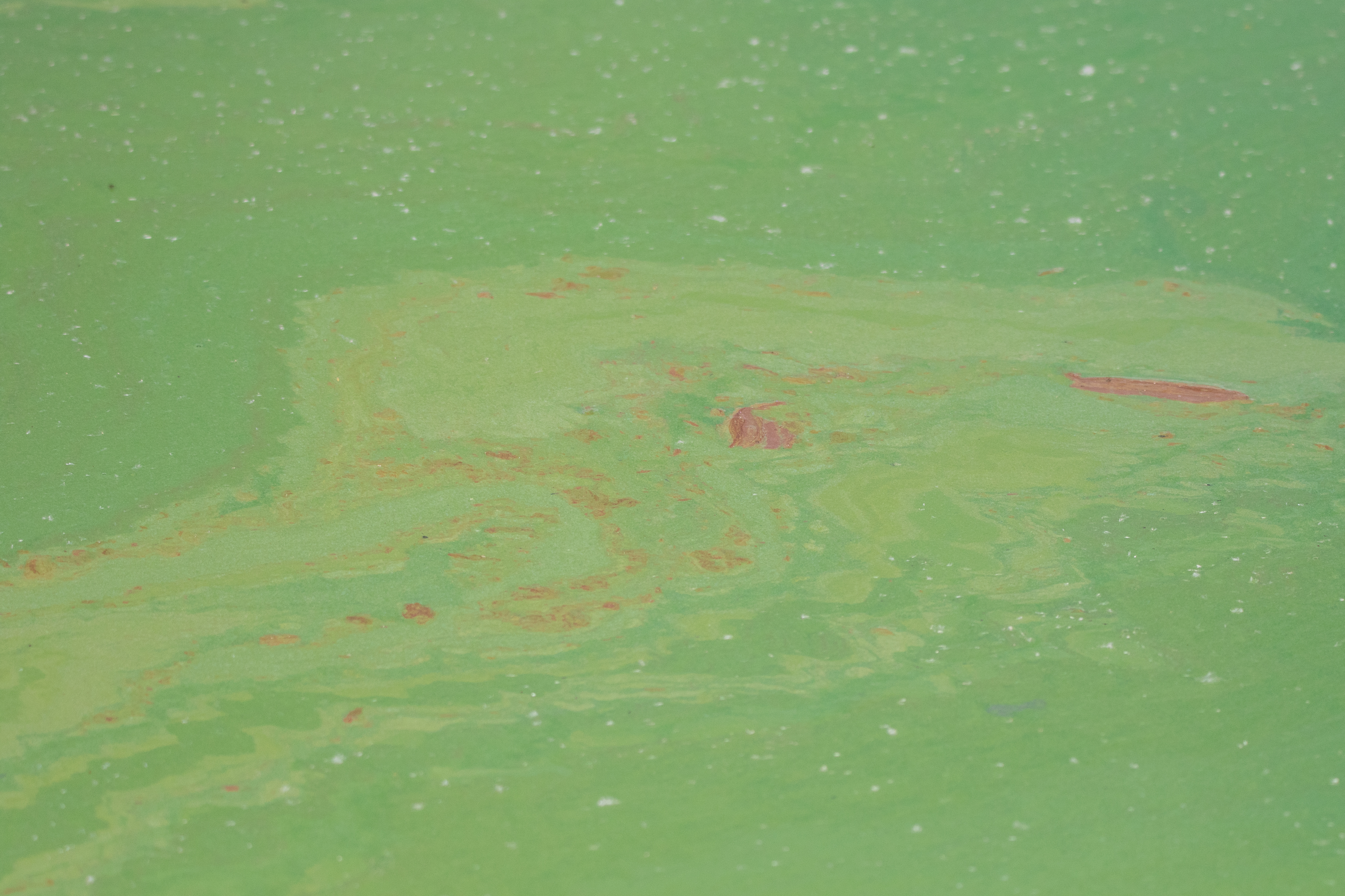 Toxic Algal Bloom Spreads Across Argentine Lakes, Endangering Ecosystem Entre Ríos, Argentina – February 13, 2025: Photo of Capybara affected by a severe bloom of cya...