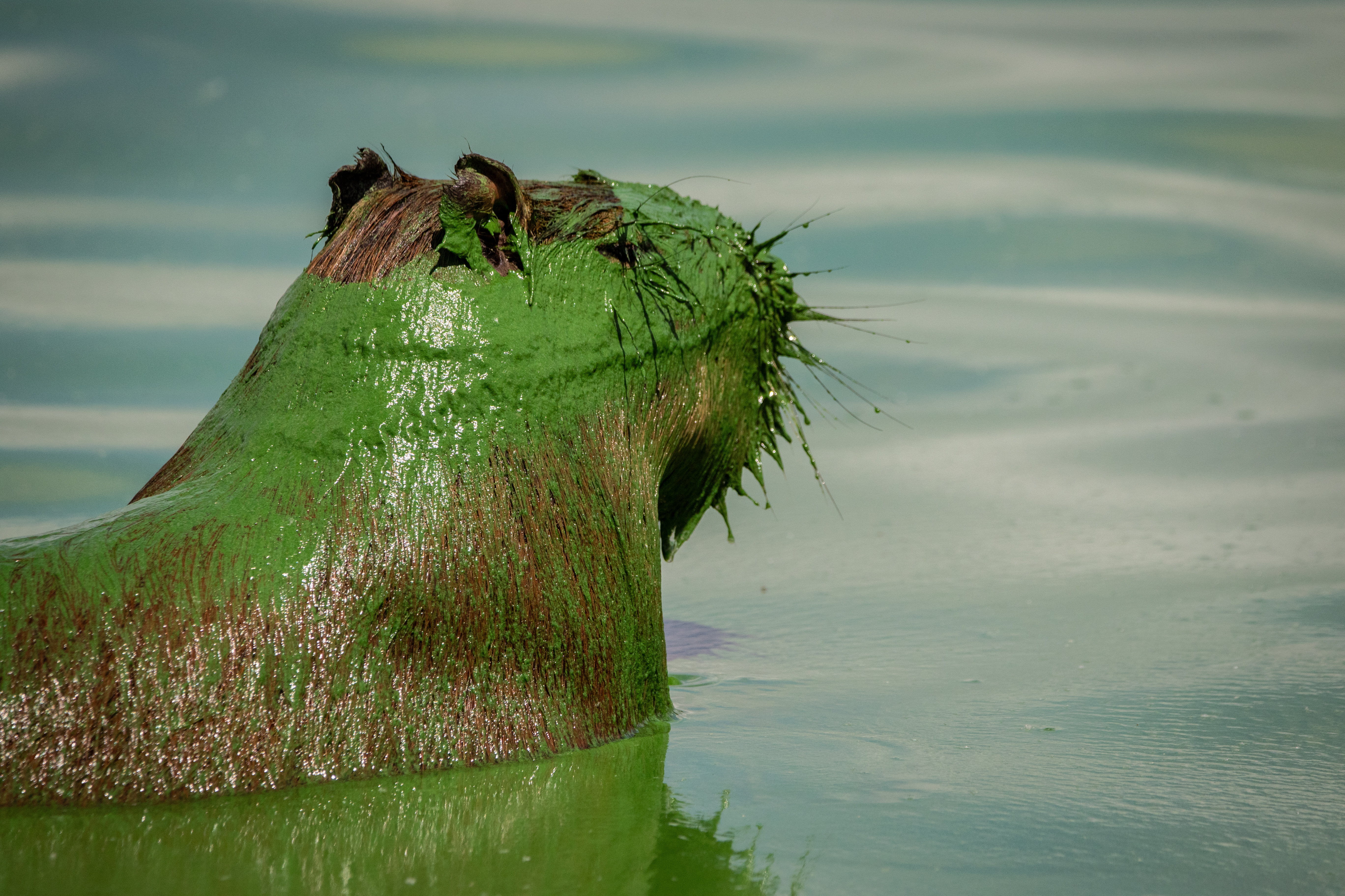 Toxic Algal Bloom Spreads Across Argentine Lakes, Endangering Ecosystem Entre Ríos, Argentina – February 13, 2025: Photo of Capybara affected by a severe bloom of cya...