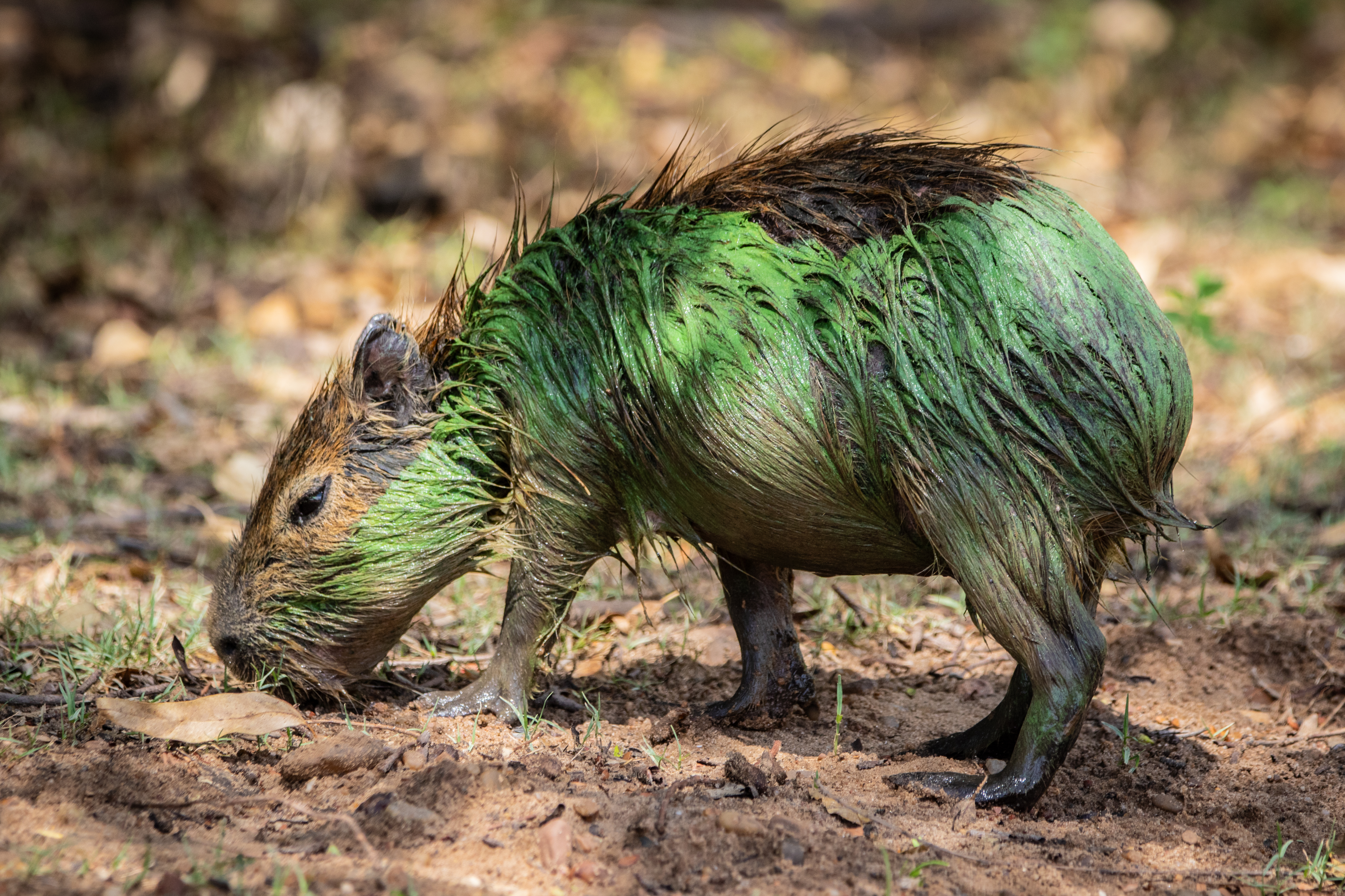 Toxic Algal Bloom Spreads Across Argentine Lakes, Endangering Ecosystem Entre Ríos, Argentina – February 13, 2025: Photo of Capybara affected by a severe bloom of cya...