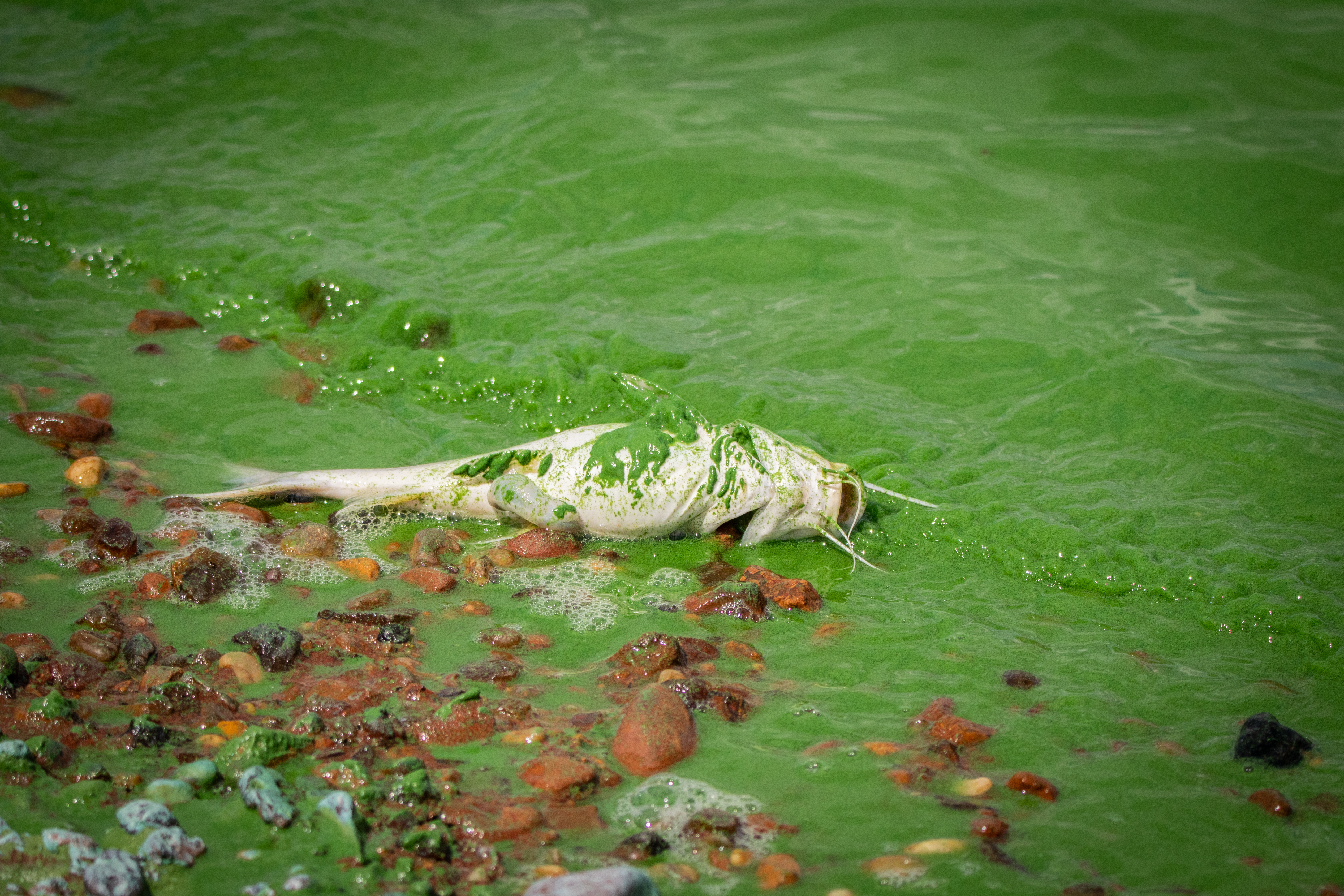 Toxic Algal Bloom Spreads Across Argentine Lakes, Endangering Ecosystem Entre Ríos, Argentina – February 13, 2025: Photo of fishes affected by a severe bloom of cyano...