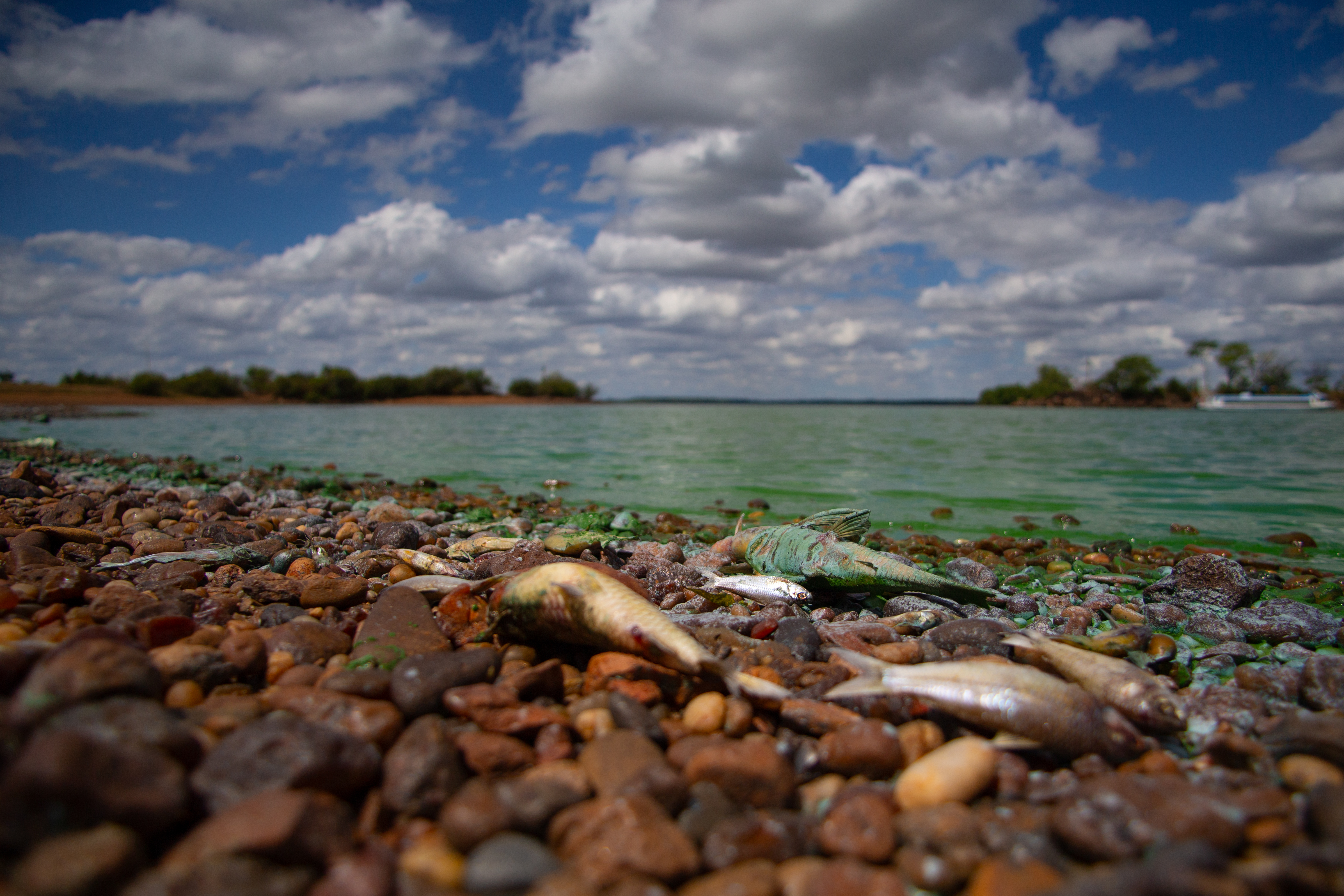 Toxic Algal Bloom Spreads Across Argentine Lakes, Endangering Ecosystem Entre Ríos, Argentina – February 13, 2025: Photo of fishes affected by a severe bloom of cyano...
