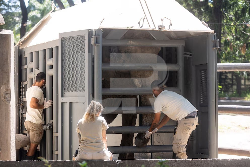 Tras más de 30 años en cautiverio, Pupy inicia una nueva vida en libertad en el santuario del Mato Grosso BUENOS AIRES, ARGENTINA – 15 DE ABRIL DE 2025: Pupy, una elefanta africana que vivió en cautiv...