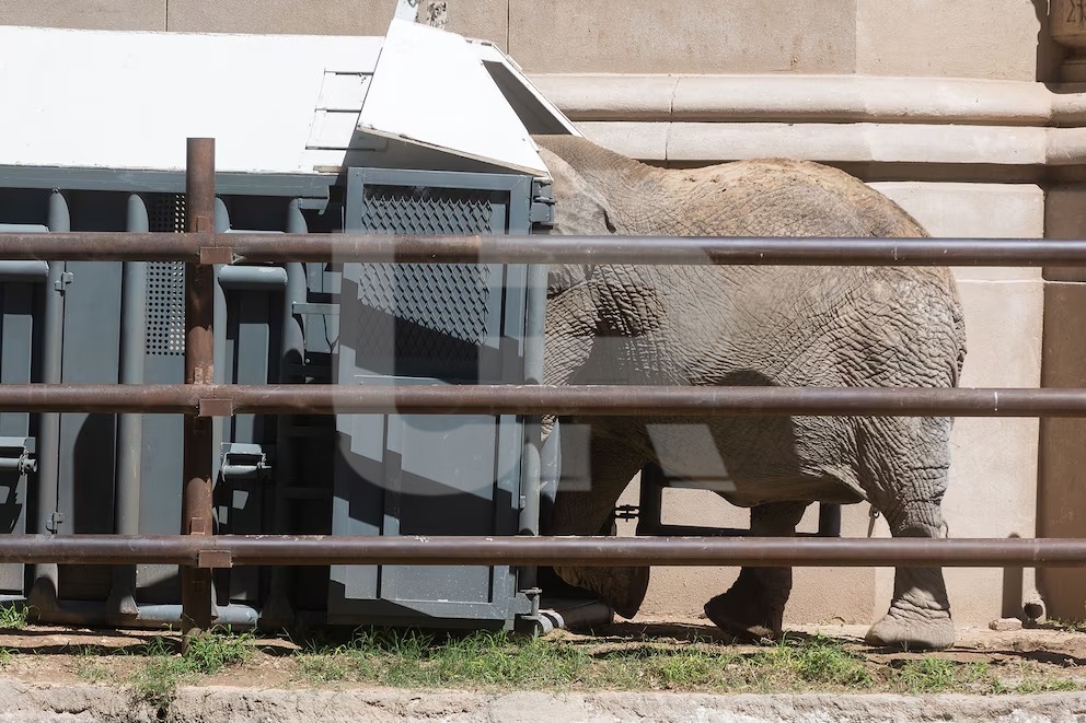 Tras más de 30 años en cautiverio, Pupy inicia una nueva vida en libertad en el santuario del Mato Grosso BUENOS AIRES, ARGENTINA – 15 DE ABRIL DE 2025: Pupy, una elefanta africana que vivió en cautiv...