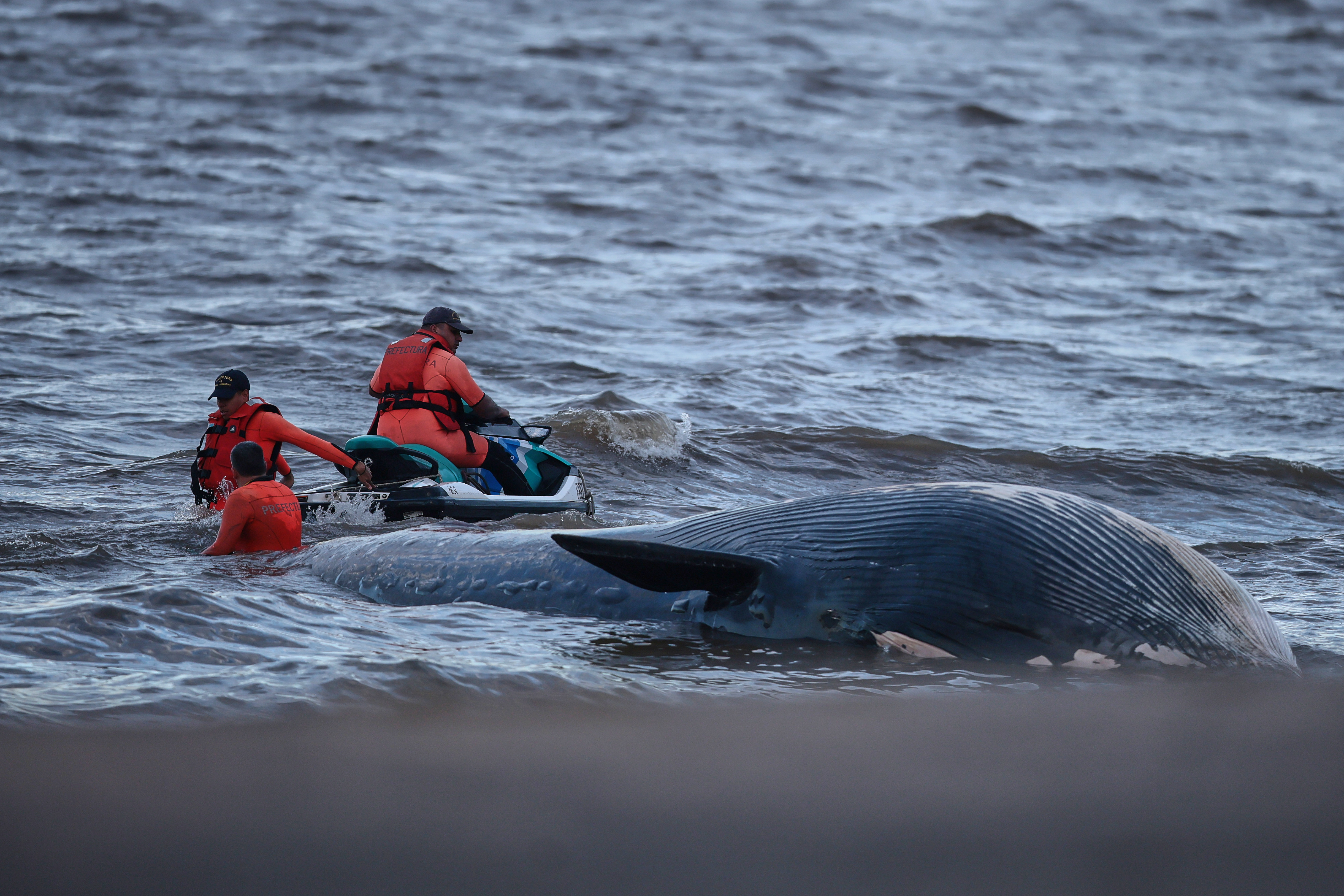 Juvenile Sei whale, an endangered species, discovered on Argentine shoreline Buenos Aires, Argentina - July 9, 2025: On Wednesday morning, July 9, a dead whale washed ashore ...