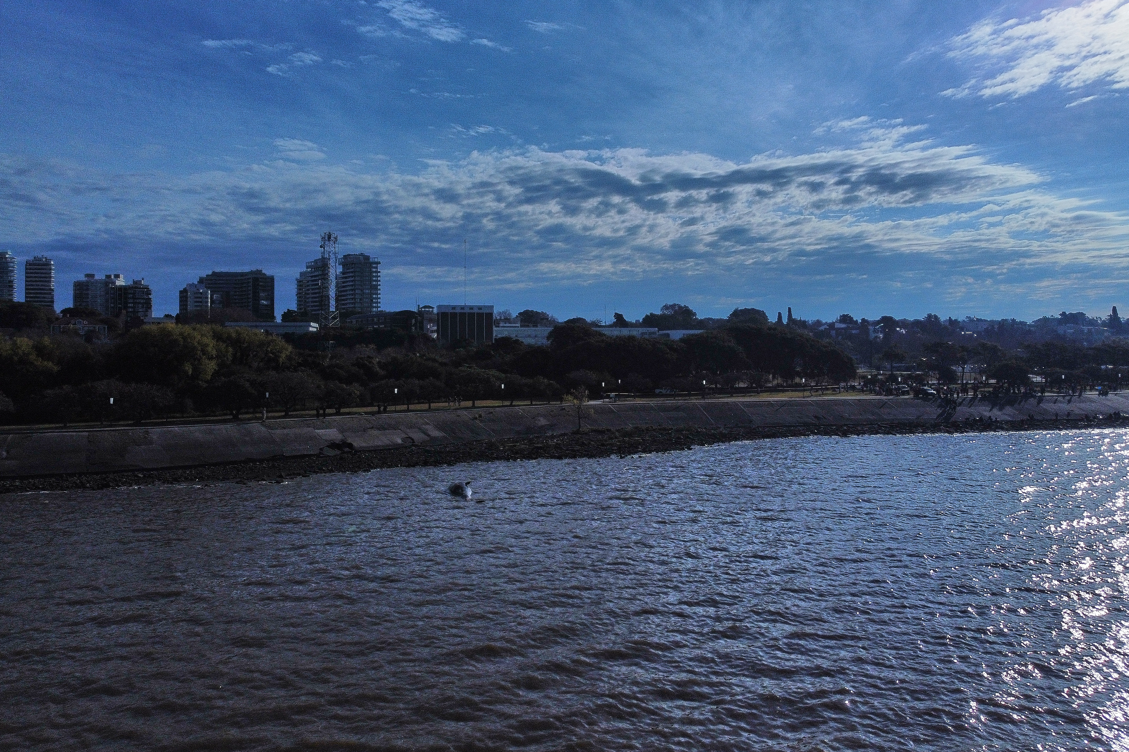 Buenos Aires, Argentina - July 9, 2025: On Wednesday morning, July 9, a dead whale washed ashore ...