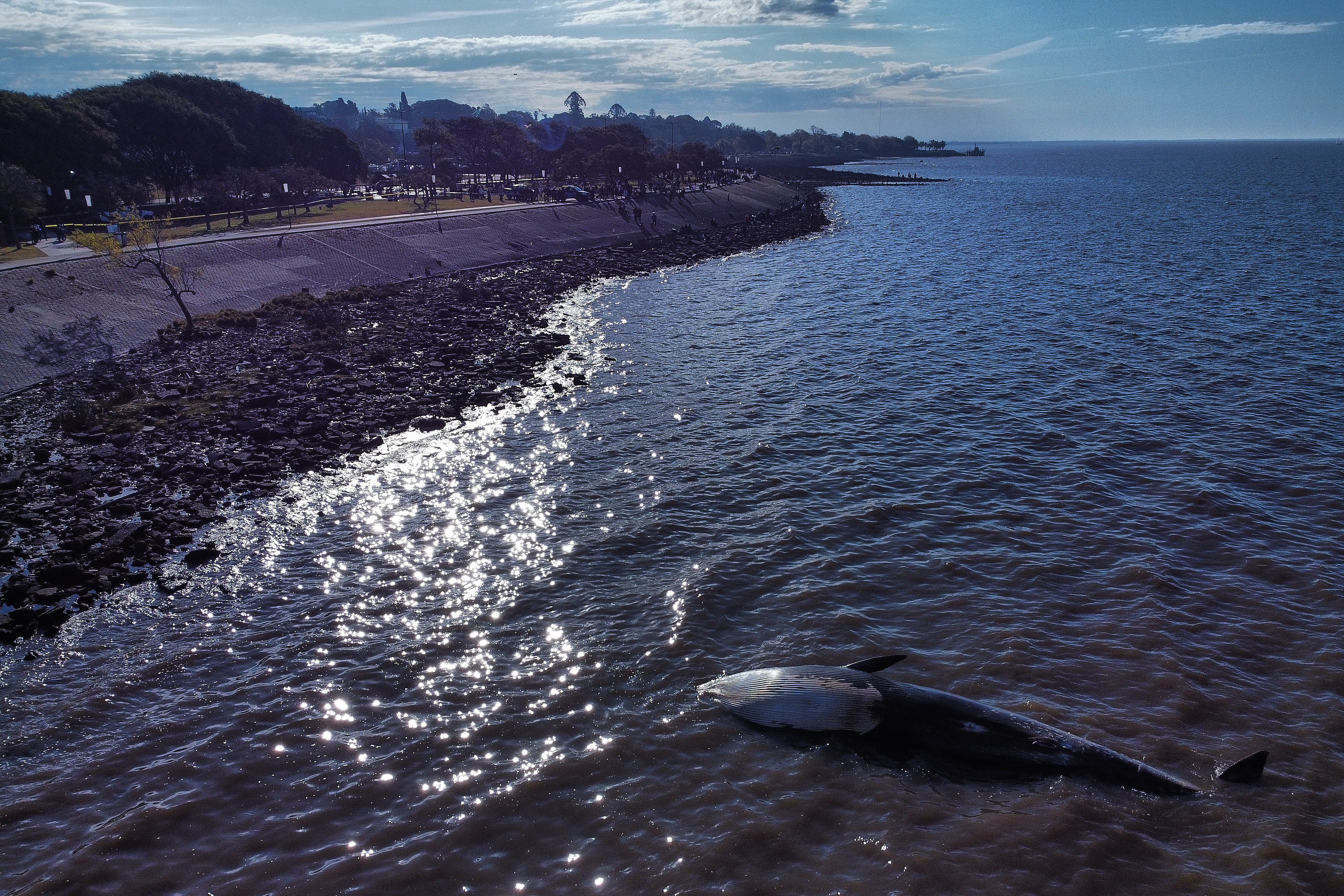Juvenile Sei whale, an endangered species, discovered on Argentine shoreline Buenos Aires, Argentina - July 9, 2025: On Wednesday morning, July 9, a dead whale washed ashore ...