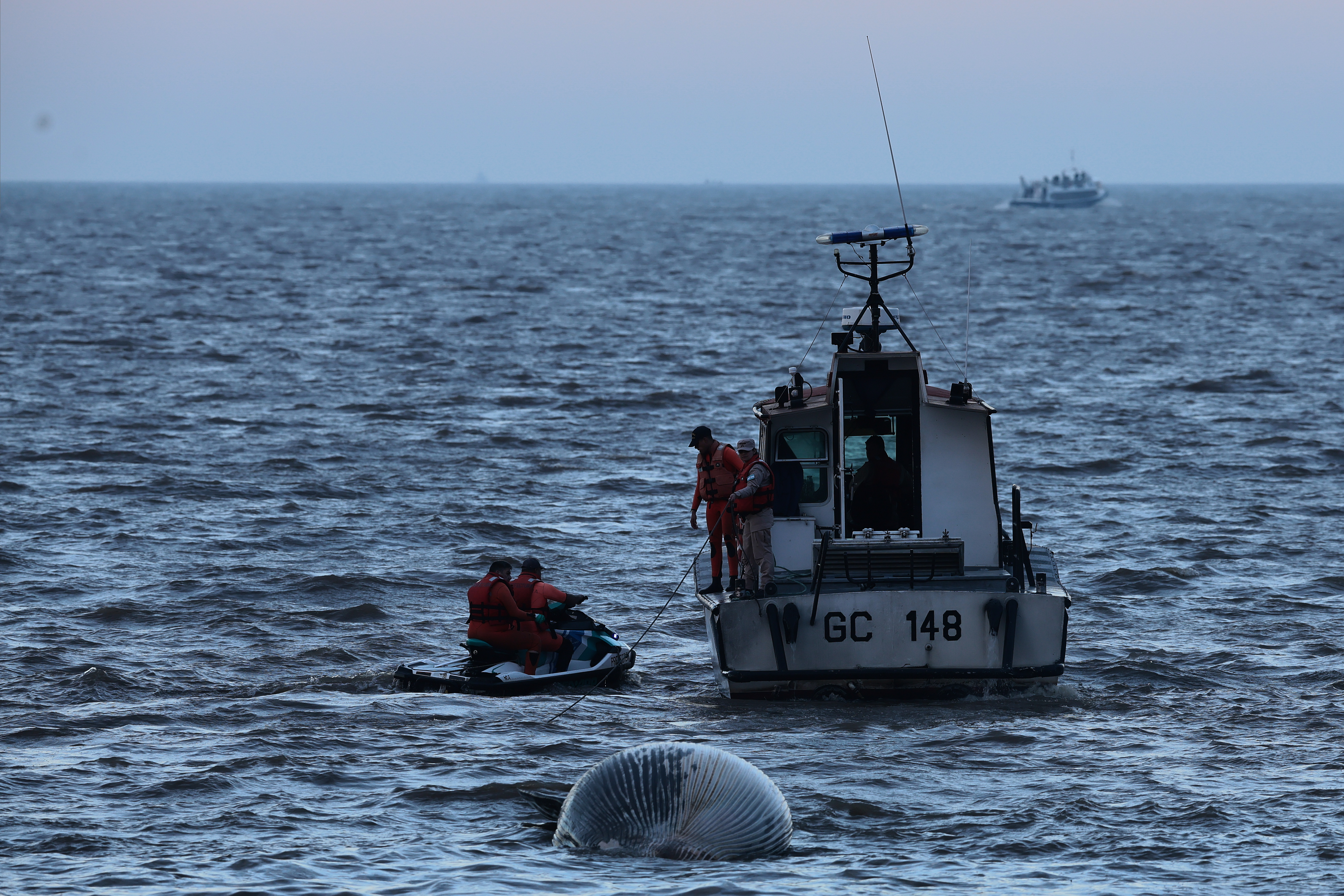 Juvenile Sei whale, an endangered species, discovered on Argentine shoreline Buenos Aires, Argentina - July 9, 2025: On Wednesday morning, July 9, a dead whale washed ashore ...