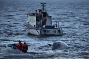 Juvenile Sei whale, an endangered species, discovered on Argentine shoreline