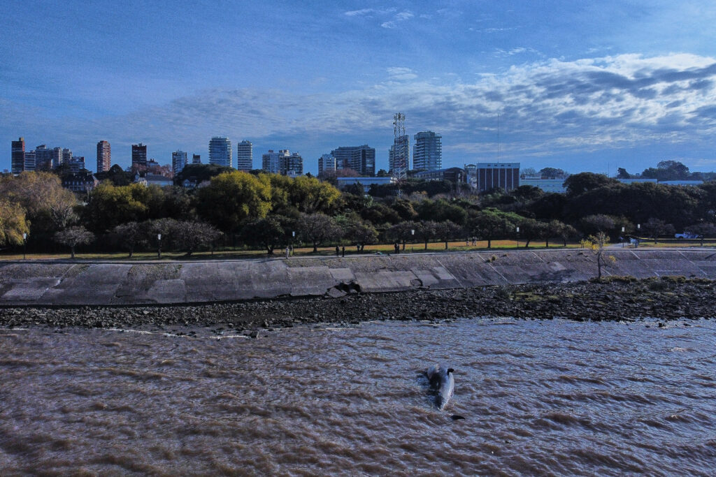 Juvenile Sei whale, an endangered species, discovered on Argentine shoreline